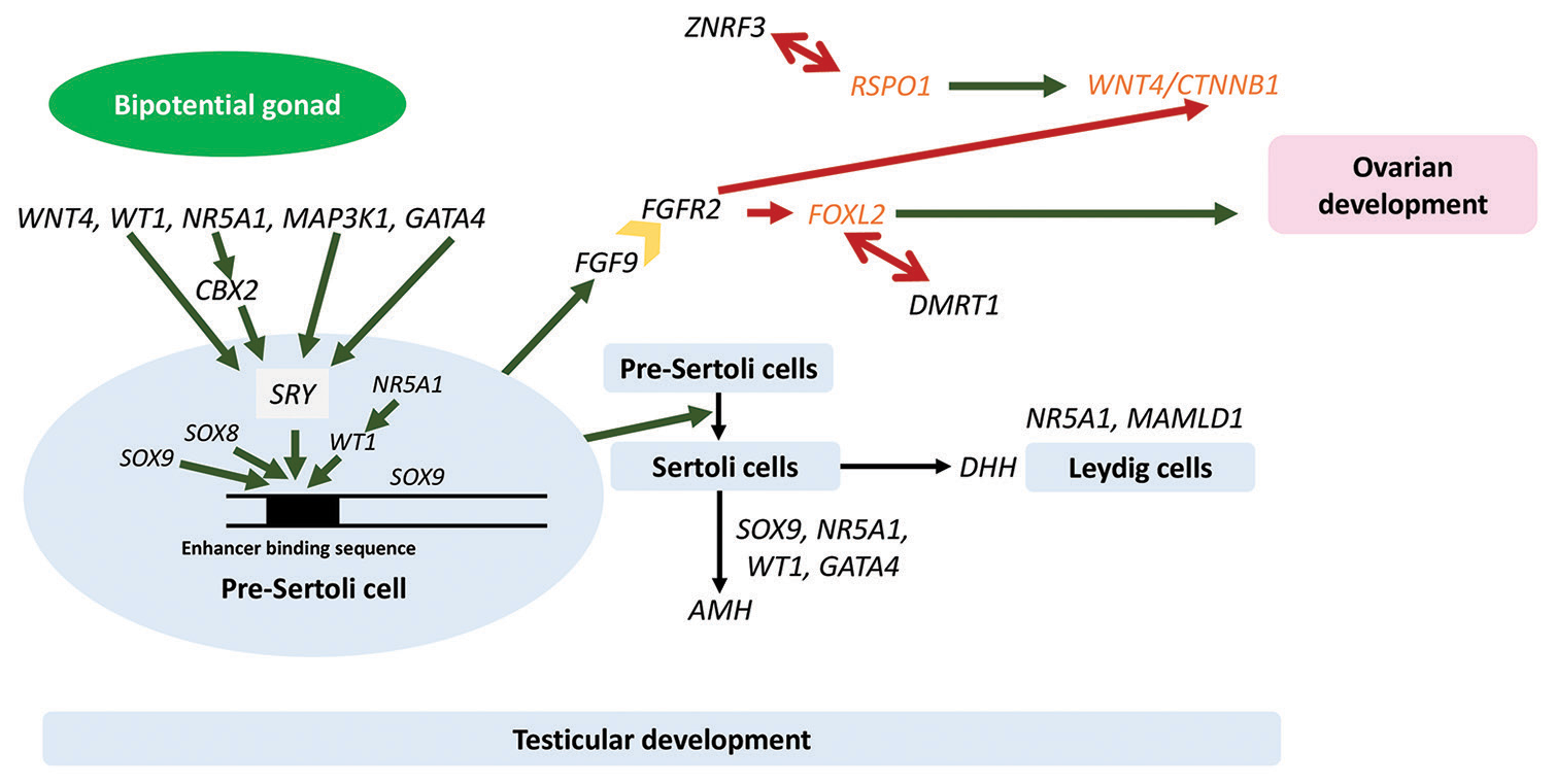 Pathways of gonadal development. Dark green single arrows depict stimulatory pathways, dark red single arrows depict inhibitory pathways, dark red double arrows depict antagonistic relationships between protestes and pro-ovarian genes, and dark yellow block arrow depicts the protein product of FGFR2, the receptor for FGF9, a protestis protein which inhibits ovarian pathways after binding to its receptor, FGFR2. Genes and proteins in black are pro-testes, and genes and proteins in orange are pro-ovarian. WNT4: Wingless-type MMTV integration site family member 4, WT1: Wilms’ tumor 1, NR5A1: Nuclear receptor subfamily 5 group A member 1, MAP3K1: Mitogen-activated kinase kinase kinase 1, GATA4: GATA binding protein 4, CBX2: Chromobox 2, SOX9: SRYbox transcription factor 9, SOX8: SRY-box transcription factor 8, SRY: Sex-determining region Y gene, FGF9: Fibroblast growth factor 9, FGFR2: Fibroblast growth factor receptor 2, ZNRF3: Zing ring finger 3, DMRT1: Doublesex and mab-3 related transcription factor 1, MAMLD1: Mastermind like domain containing 1, DHH: Desert hedgehog, AMH: Anti-Müllerian hormone, RSPO1: R-spondin1, CTNNB1: Catenin-beta 1, FOXL2: Forkhead box L2.