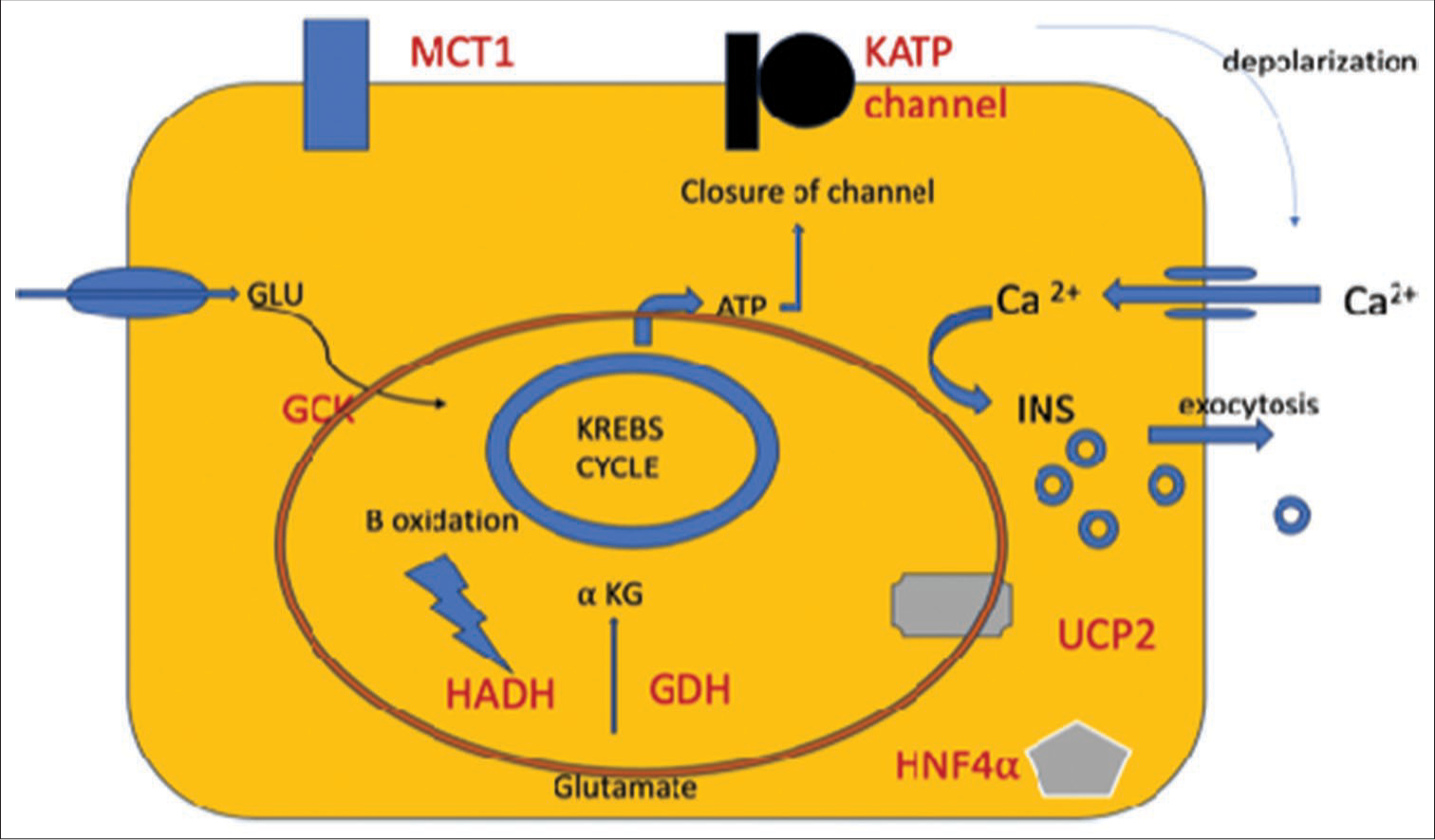 Diagrammatic representation of molecular mechanisms causing CHI in a pancreatic beta-cell. (The red oval represents the mitochondria). CHI: Congenital hyperinsulinemia of infancy, αKG: Alpha-ketoglutarate, ATP: Adenosine triphosphate, GCK: Glucokinase, GDH: Glutamate dehydrogenase, GLU: Glucose, HADH: Hydroxyacyl-coenzyme A dehydrogenase, HNF4α: Hepatocyte Nuclear Factor 4-alpha, INS: Insulin, KATP channel: ATP-sensitive potassium channel, MCT1: Monocarboxylate transporter 1, UCP2: Uncoupling protein 2.